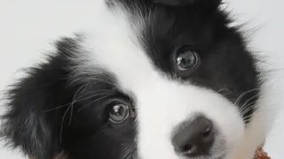 【音声】【婉儿别闹】补档！