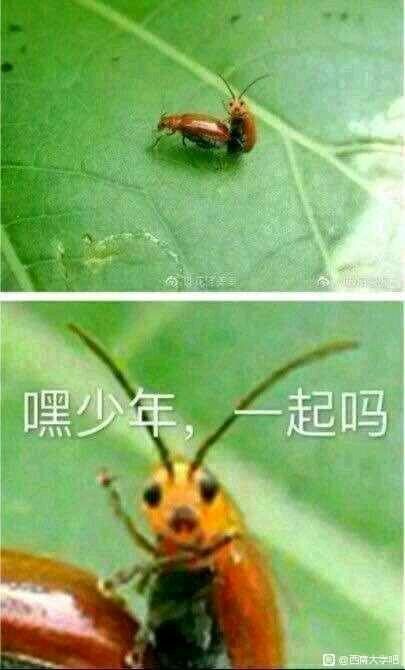 【每日图一乐】我敢骂人，是因为你们找不到我 — 第 1 张