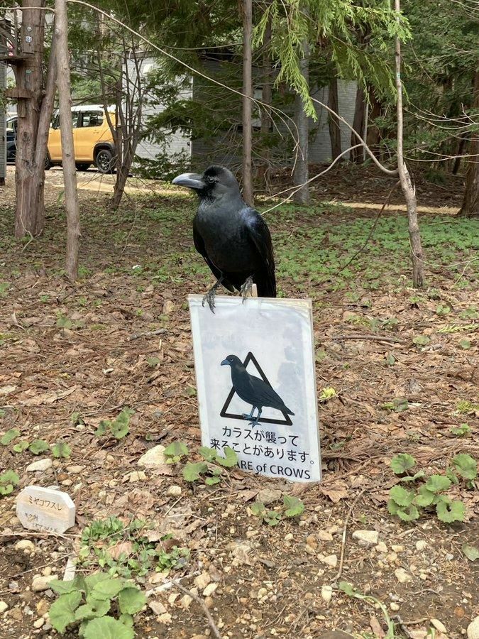 【每日图一乐】我敢骂人，是因为你们找不到我 — 第 5 张