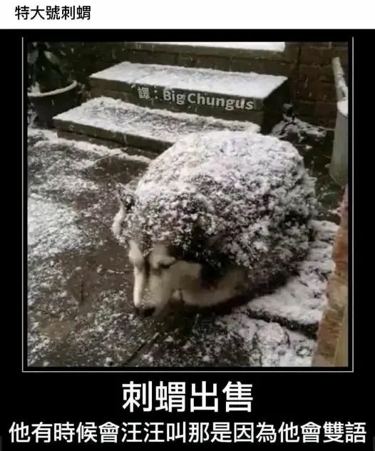 【每日图一乐】感觉不如…… — 第 64 张