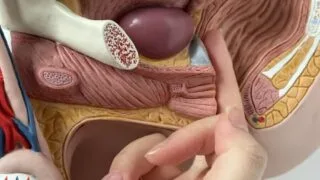 【ASMR】【中文音声】烛灵儿舔耳1.0【度盘】