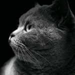 星空下的黑猫